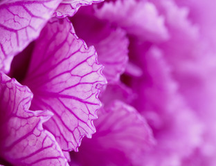 Ornamental cabbage
