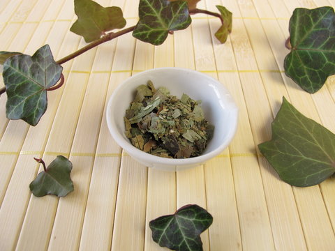 fagus sylvatica png European Beech Fagus sylvatica 10 Seeds – R&B Floridaseeds main image 1
