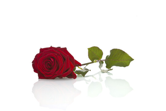 Liebesbeweis liegende rote Rose 