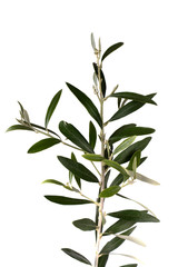 branche d& 39 olivier isolé
