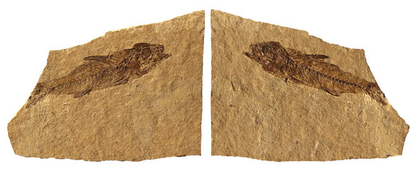 Limestone Fossil Fish of Bolca - Verona - Italy © Alberto Masnovo
