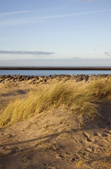 Fototapeta na wymiar dutch dunes with blue sky