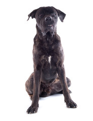 chien Cane Corso mâle de 1 an