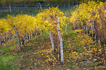 Vigneti delle Langhe in Autunno