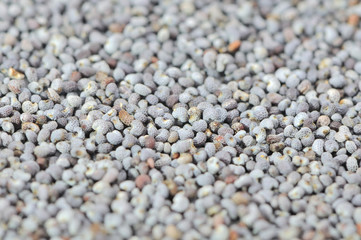 Poppy Seeds Close-up