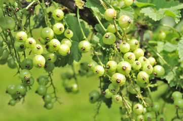 Green Currants Growing on Shrub