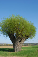 Naklejka premium Old willow , tree growing in the field