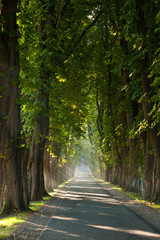 Viale Alberato al Mattino di Primavera