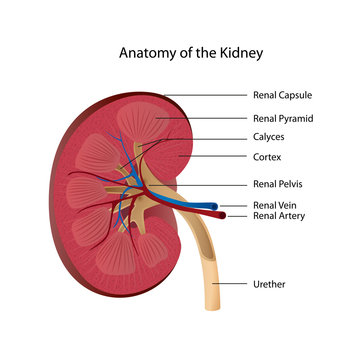 kidney anatomy medical vector illustration