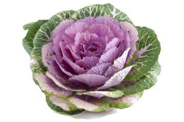 Ornamental cabbage