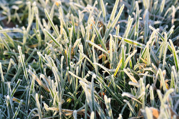 givre sur herbe