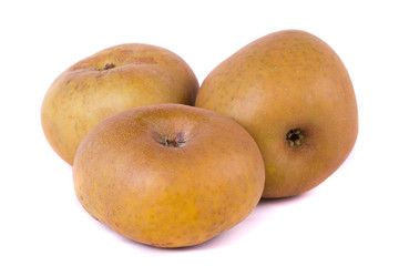 apple cultivar