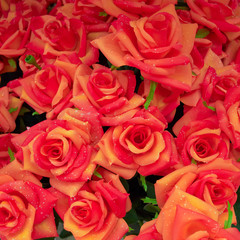 fake roses, floral background