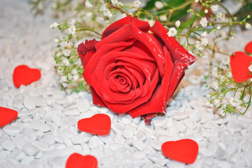 Rose & Herzen