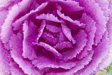 Ornamental cabbage