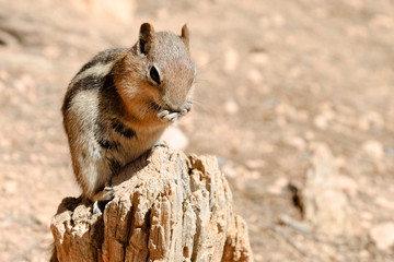 Golden-mantled ground squirrel