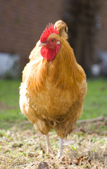 Backyard rooster