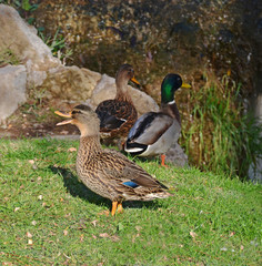 three mallards near the fall