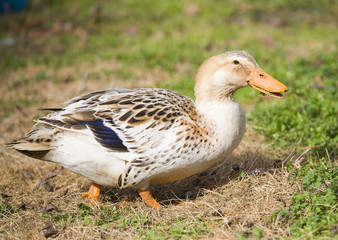 Waddling duck