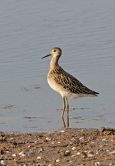 portrait of sandpiper near the lake
