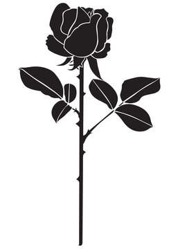 silhouette of the rose