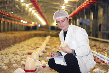 Veterinarian working on chicken farm