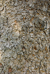 Bark