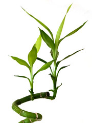 Fototapeta na wymiar Green Bamboo