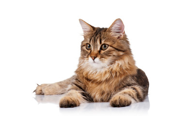 Obraz premium Cute cat