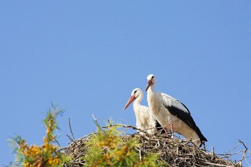 Two white storks