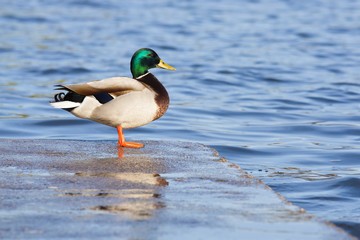 Mallard duck on a dock