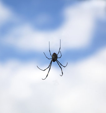 spider in the air with cloud background
