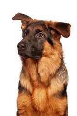 German shepherd