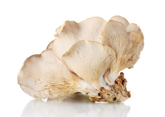 oyster mushrooms isolated on white