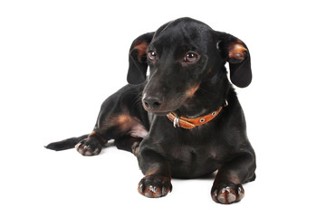 black little dachshund dog isolated on white