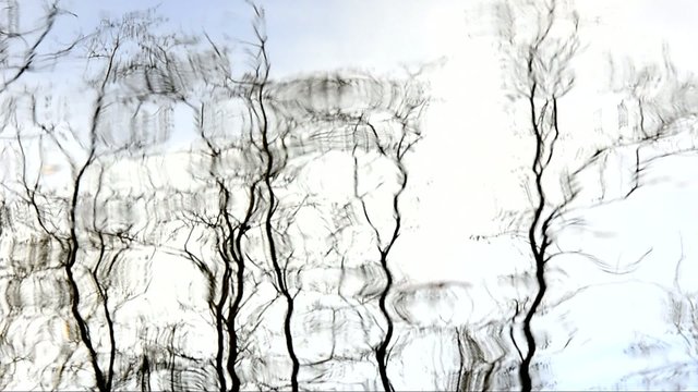 Rio arboles reflejo