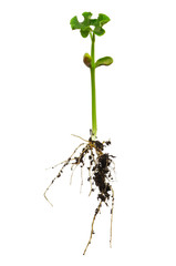 Plant with roots © DenisNata