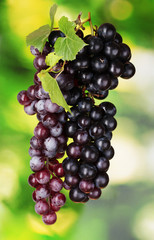 Ripe red grapes on a green background
