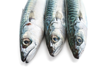 tre sgombri - mackerel closeup