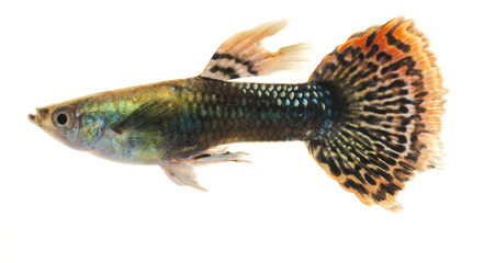 Colourful Guppy Fish