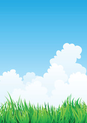 Obraz premium grass field and blue sky