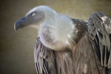 vulture