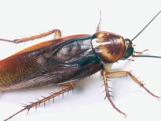 Detalle de una cucaracha en fondo blanco.