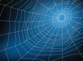 spider web