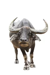 Fototapete Büffel Thai Büffel isoliert auf weiss mit Beschneidungspfad