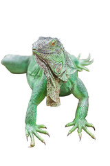 Green Iguana isolated on white background with clipping path