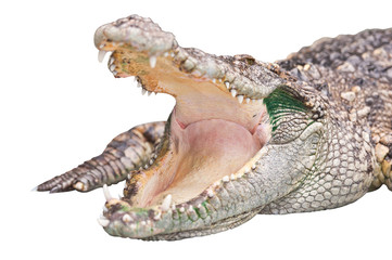 Obraz premium Crocodile isolated on white with clipping path