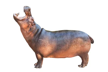 Hippopotamuses isolated on white background © sattapapan tratong