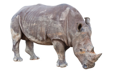 Naklejka premium Nosorożec na białym tle biały ze ścieżką przycinającą