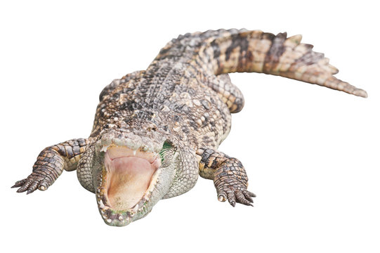 Crocodile isolated on white with clipping path